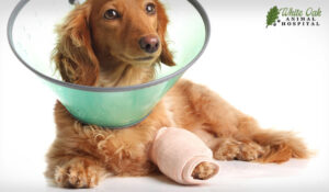 Dog in cast