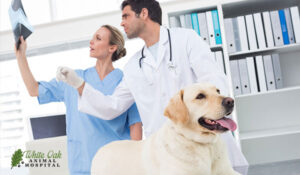 Dog Xray