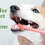 Dog dental cleaning