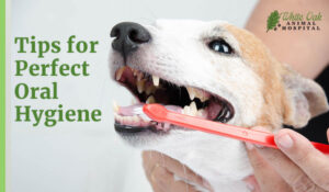 Dog dental cleaning