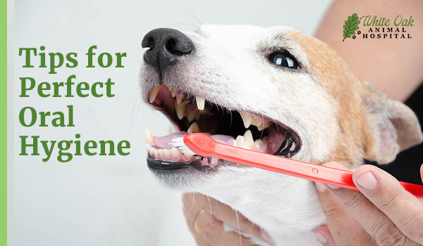 Dog dental cleaning 