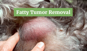 Dog Fatty Tumor