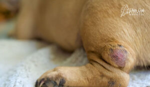 Fatty tumor on dog limb