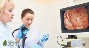 gastrointestinal-image | cat endoscopy - fairview animal hospital