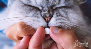giving cat supplement