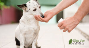 giving-dog-medicine