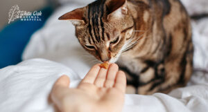 hand-gradually-feeding-food-to-cat