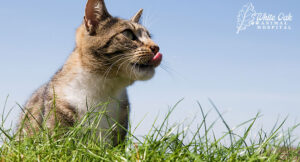 happy cat