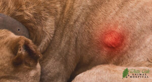 large fatty tumor