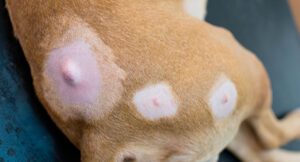 multiple-tumors-in-dog