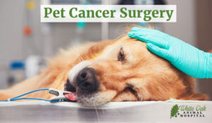 pet cancer surgery