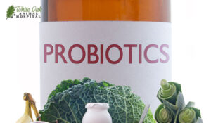 probiotics