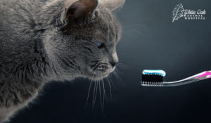 toothbrush with toothpaste for brushing teeth with a gray cat