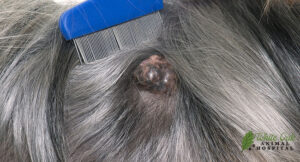 tumor-on-a-dog