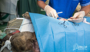 vet neutering a dog