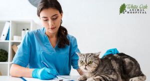 vet-writing-prescription for cat