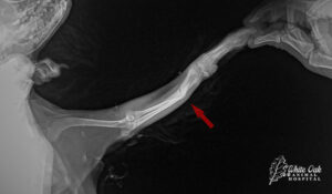  x ray for fracture leg in dog