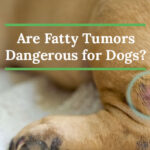 Are fatty tumors dangerous for dogs