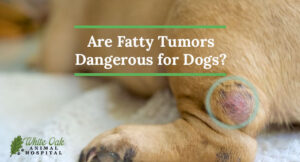 Are fatty tumors dangerous for dogs