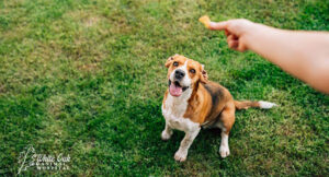 Feed Dog treat