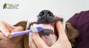 brushing-dog-teeth