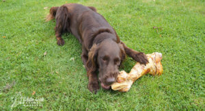 dog-chewing-on-bone