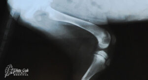 dog-leg-xray | dog x-ray at White Oak Animal Hospital in Fairview, TN