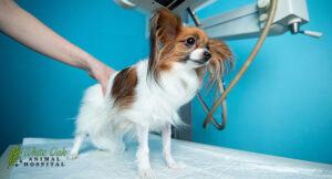 dog holding still on an x-ray machine at white oak animal hospital in fairview, TN