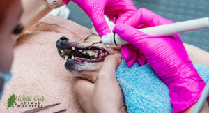 vet-performs-dental-cleaning-on-dog