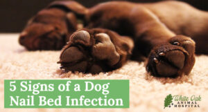 Dog Nail Bed Infection