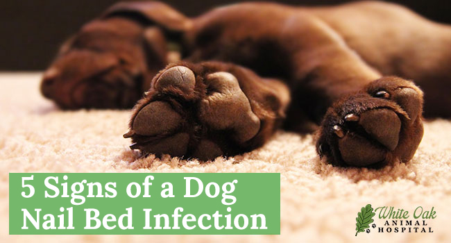 5 Signs of Dog Nail Bed Infections: Spot the Symptoms Early