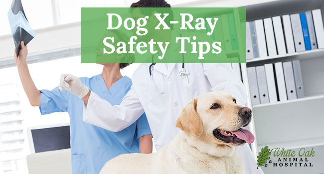 Dog X-Ray Safety Tips