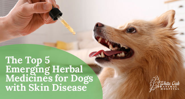 The Top 5 Emerging Herbal Medicines for Dogs with Skin Disease