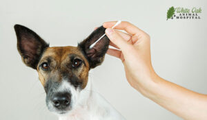 Cleaning a dog’s ear with a cotton ear stick.