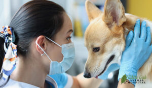 Vet conducts physical examination of dog