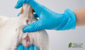 Veterinarian doing an examination of the genitals of a female dog