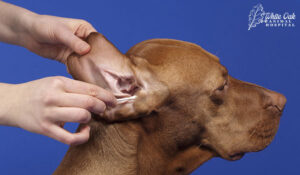 Cleaning dog ears