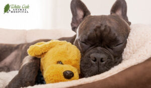 comfortable dog