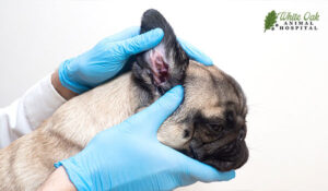 Dog with allergy
