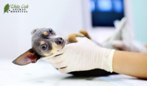 Dog ultrasound 