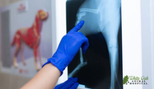 Dog x-ray showing fracture