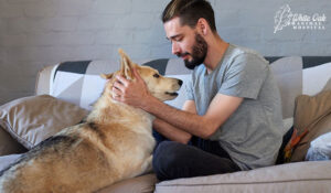 Keeping dog calm 