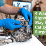 5 Warning Signs That May Require Cat Eye Surgery