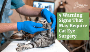 5 Warning Signs That May Require Cat Eye Surgery