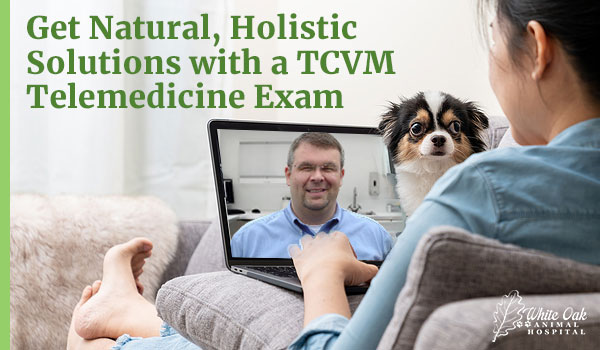 Image for Comprehensive TCVM Telemedicine Consultations for Your Pet’s Health