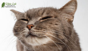 gray cat squinting