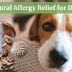 Natural Allergy Relief for Dogs