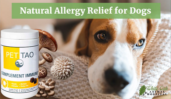 Natural Allergy Relief for Dogs