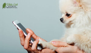 Person on the phone holding a dog - image for "Why Choose a TCVM Telemedicine Consultation?" section 