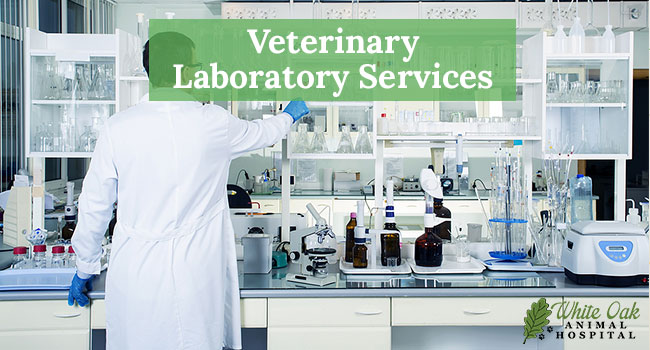 Veterinary Laboratory Services at White Oak Animal Hospital, veterinarian in Fairview, TN